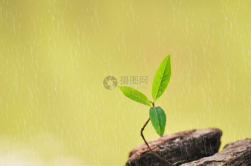 在叶子下避雨的小石头图片