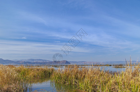 云南秋滇池湿地背景