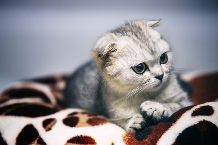 美哒哒可爱的小猫背景