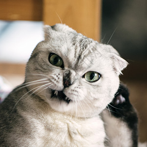 生气的猫含情直视高清图片