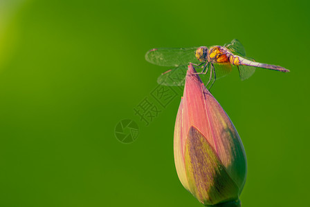 蜻蜓荧光素材停在荷花上的蜻蜓背景