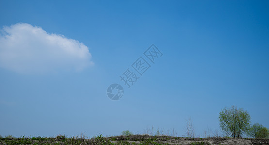 蓝天白云土地小树背景图片