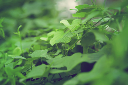 绿色的植物背景高清图片