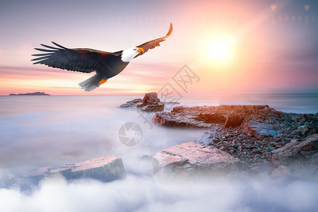 鹰天空霸气的老鹰设计图片