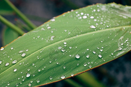 一片雨后的叶子图片