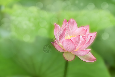 小清新唯美莲花清新荷花背景