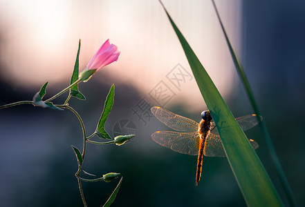 夏天的插画粉色野花与蜻蜓背景