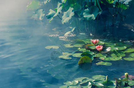 梦幻荷塘池塘反射高清图片