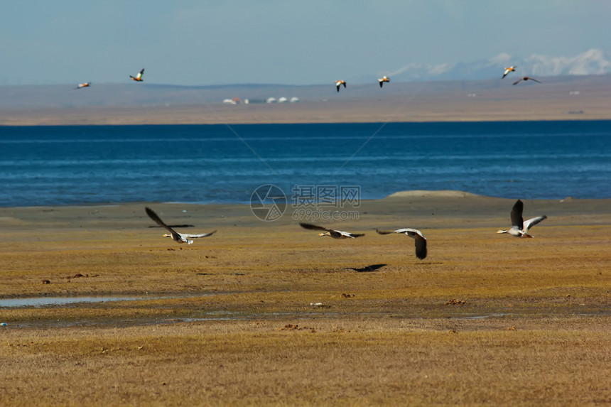 青海湖耳海边的海鸥图片
