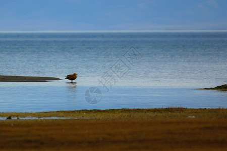 青海湖耳海图片