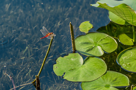 池塘蜻蜓荷塘里的红蜻蜓背景