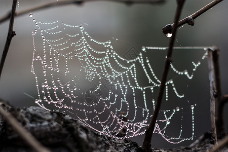 清晨结晶蜘蛛网图片