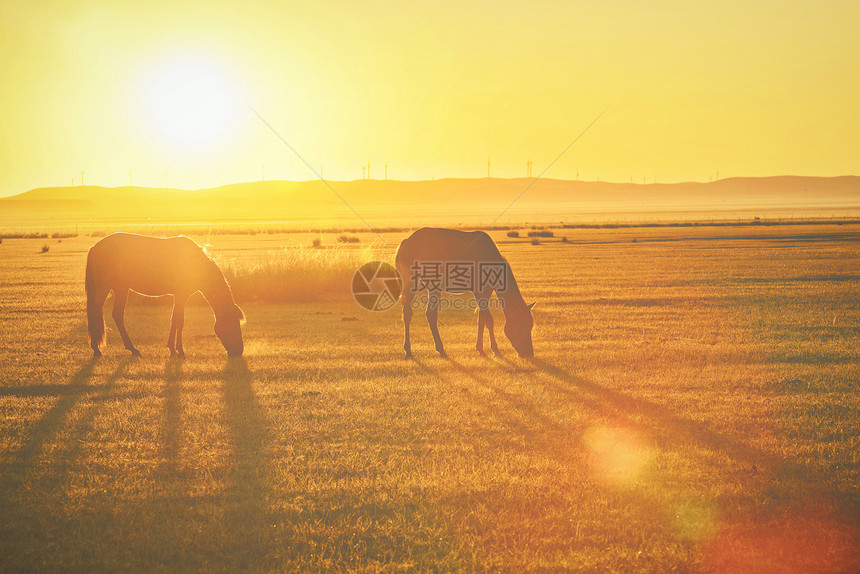 草原日出上的两匹马图片