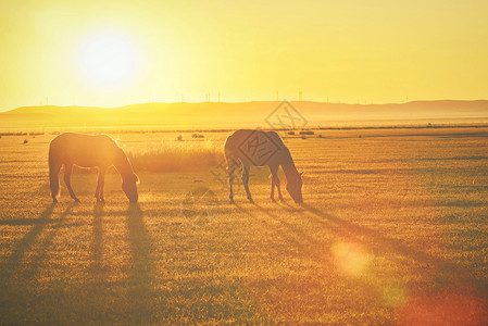 草原日出上的两匹马背景图片