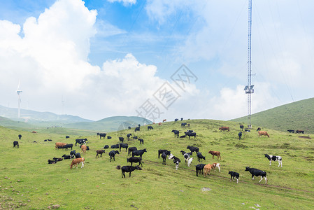 眉州贵州乌蒙大草原遍地的牛羊背景