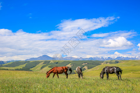 甘肃张掖康乐草原上的牧马背景图片