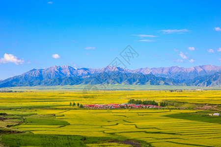 甘肃张掖油菜花背景