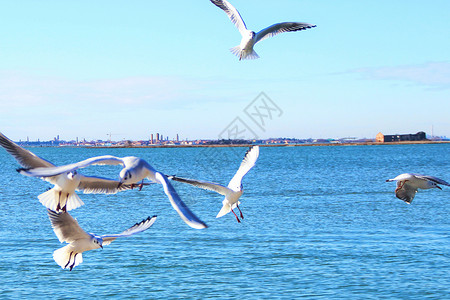 青海湖风光海上自由飞翔的鸟儿背景