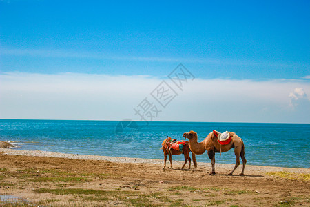 天空干净青海湖边的骆驼背景