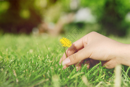 黄色小花盆栽绿色草坪上女孩的手摘一朵小花背景