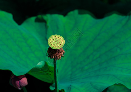 莲花藕的素材池塘里的莲蓬背景