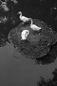 黑白中国风水墨鸭子背景图片