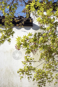 枫叶设计素材中国风枫叶徽派建筑背景