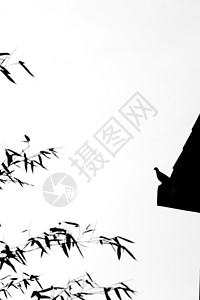 水墨鸽子素材中国风水墨摄影的竹子和鸟背景