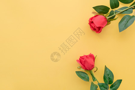 黄色玫瑰花边框浓情玫瑰花背景