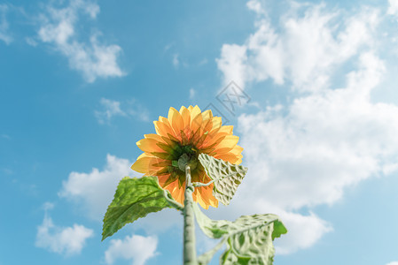 阳光下的向日葵背景图片