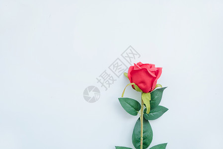 玫瑰花素雅PPT高清图片