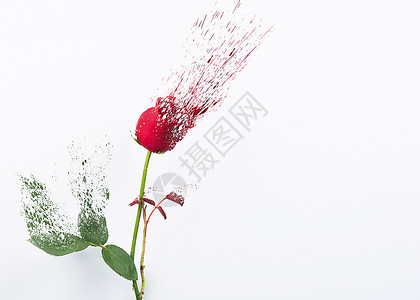 漂浮花朵碎片碎化的玫瑰花背景