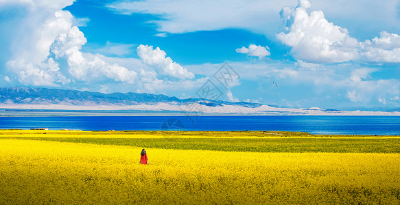 青海湖油菜花背景图片