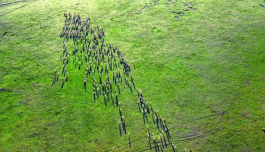 驰骋草原毛笔字航拍的羊群背景