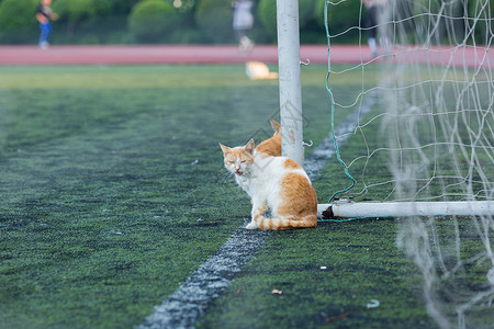 学校操场上的流浪猫高清图片