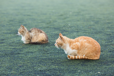 学校操场上的流浪猫高清图片