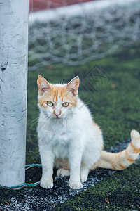 学校操场上的流浪猫图片