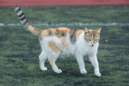 学校里的猫学校操场上的流浪猫背景