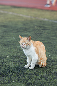 黄猫学校操场上的流浪猫图片学校操场上的流浪猫背景