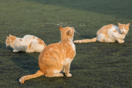 野生猫学校操场上的流浪猫背景
