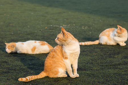 一群猫学校操场上的流浪猫背景