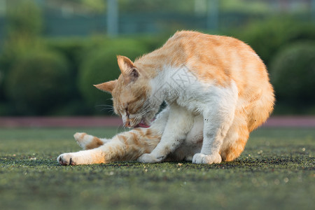 猫打架学校操场上的流浪猫背景