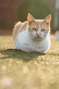 学校里的猫学校操场上的流浪猫背景