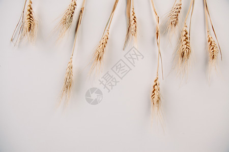 丰收的稻穗谷物红色系高清图片