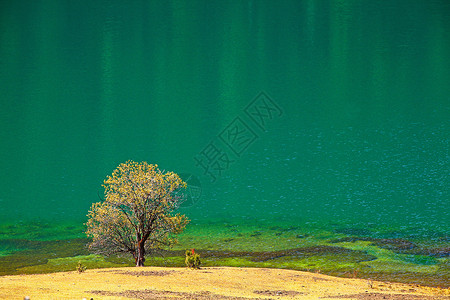 青色球体碧绿湖边一棵树背景