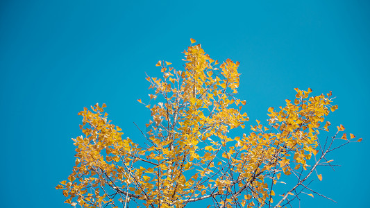 金色树叶素材立秋秋天银杏黄叶背景