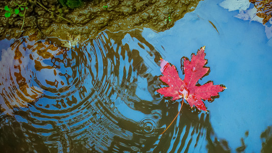 秋天枫叶漂在水面背景