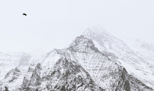 山背景图素材雪山和鸟背景