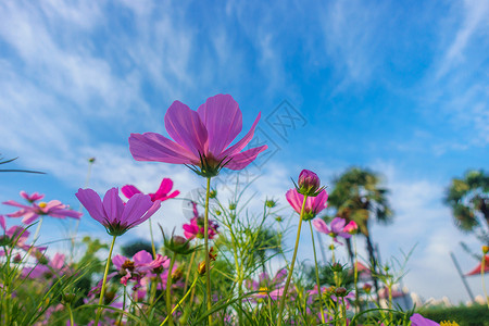 艳丽蓝色花朵自然风景花朵天空背景