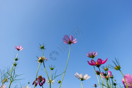 花朵艳丽蓝色花朵高清图片